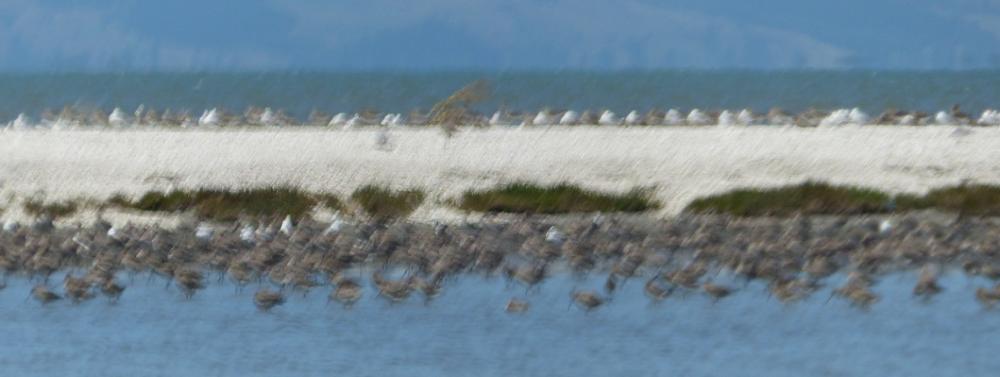 Blurry birds at Miranda - the brown ones are bar-tailed godwits